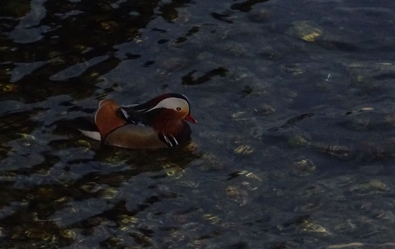 Aix galericulata - Anatidae